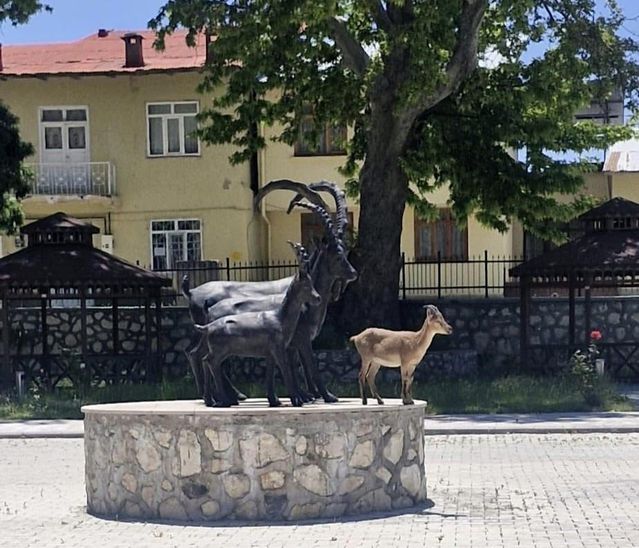 Yaban Keçisi Şehirde!