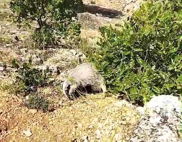 Bal Porsuklarıyla Karşılaşan Mantar Toplayıcı Kendini Korudu
