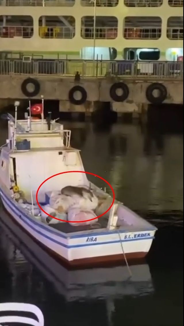 Avşa Adası'nda su samuru tekneye çıktı