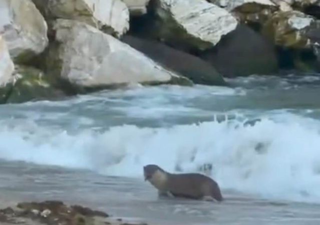 Avşa Adası'nda su samuru tekneye çıktı