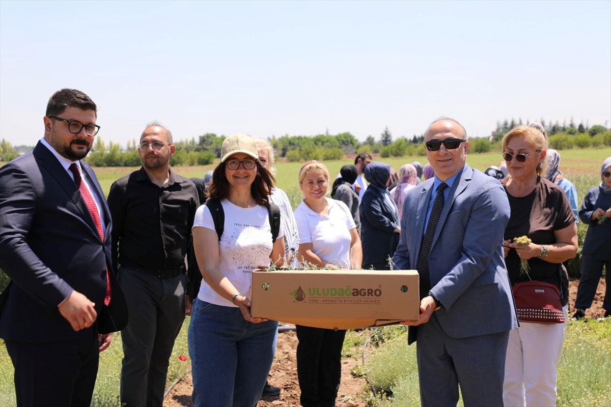 Eskişehir\'de Altın Otu Hasadı Yapıldı
