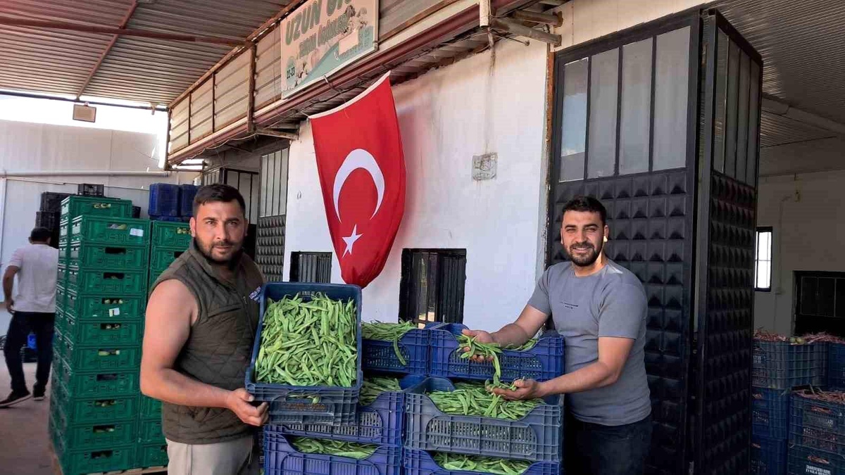 Nazende Fasulyesinde İlk Hasat Tadı