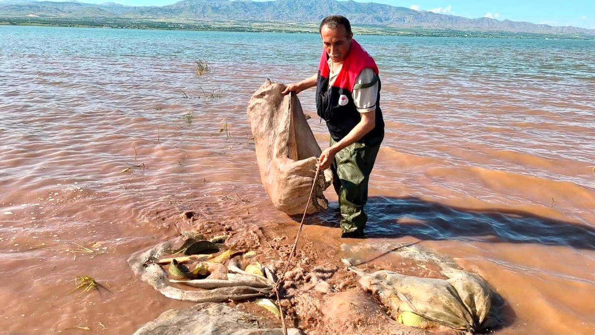 Elazığ\'da 700 Kilo Sazan Kurtarıldı
