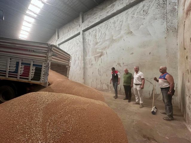 Koçarlı'da İlk Hububat Alımı Gerçekleşti