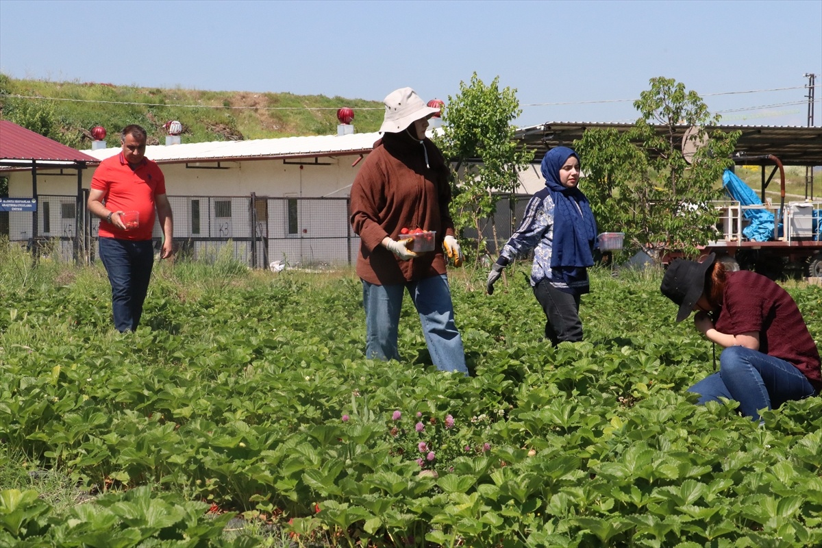 Erciyes Üniversitesi\'nde Çilek Üretimi