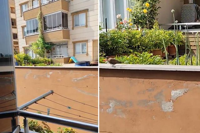 “Yok artık” diyeceksiniz! İki kez evlenip boşandı, nedenini bakın neye bağladı