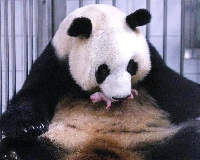Everland'da Dev Panda Yavru Doğurdu