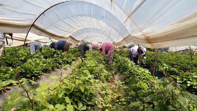 Aydın'da Kadın İşçiler Çilek Hasadında