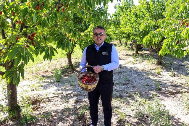 Bilecik'te Kiraz Hasadı Devam Ediyor