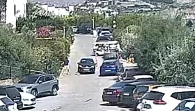 Bodrum'da Çinko Köpeğin Ölümü: Sürücü Beraat Etti