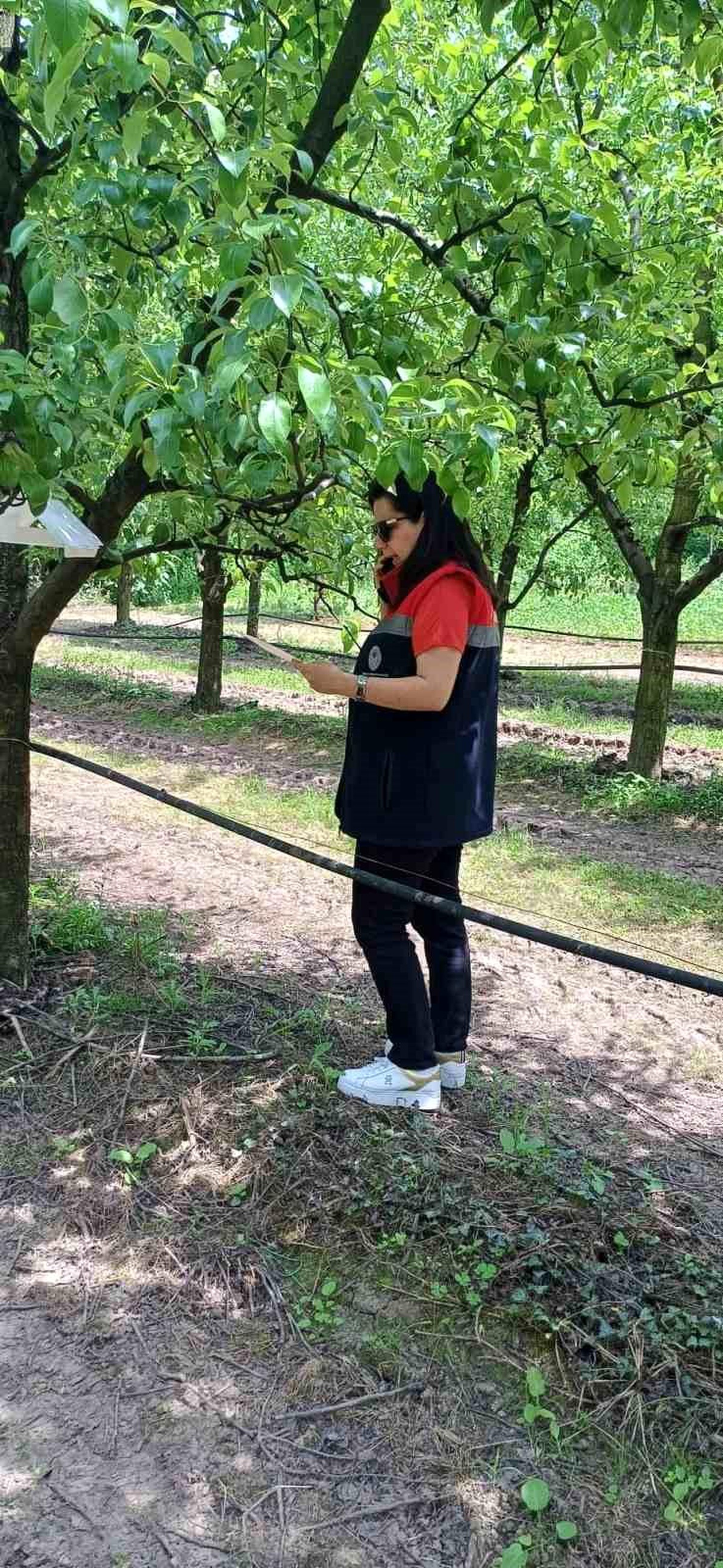 Fındık Bahçelerine Kahverengi Kokarca Uyarısı