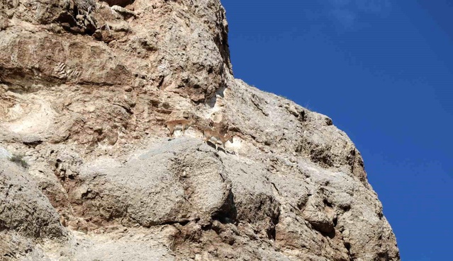 Sivas'ta Dağ Keçileri Görüntülendi