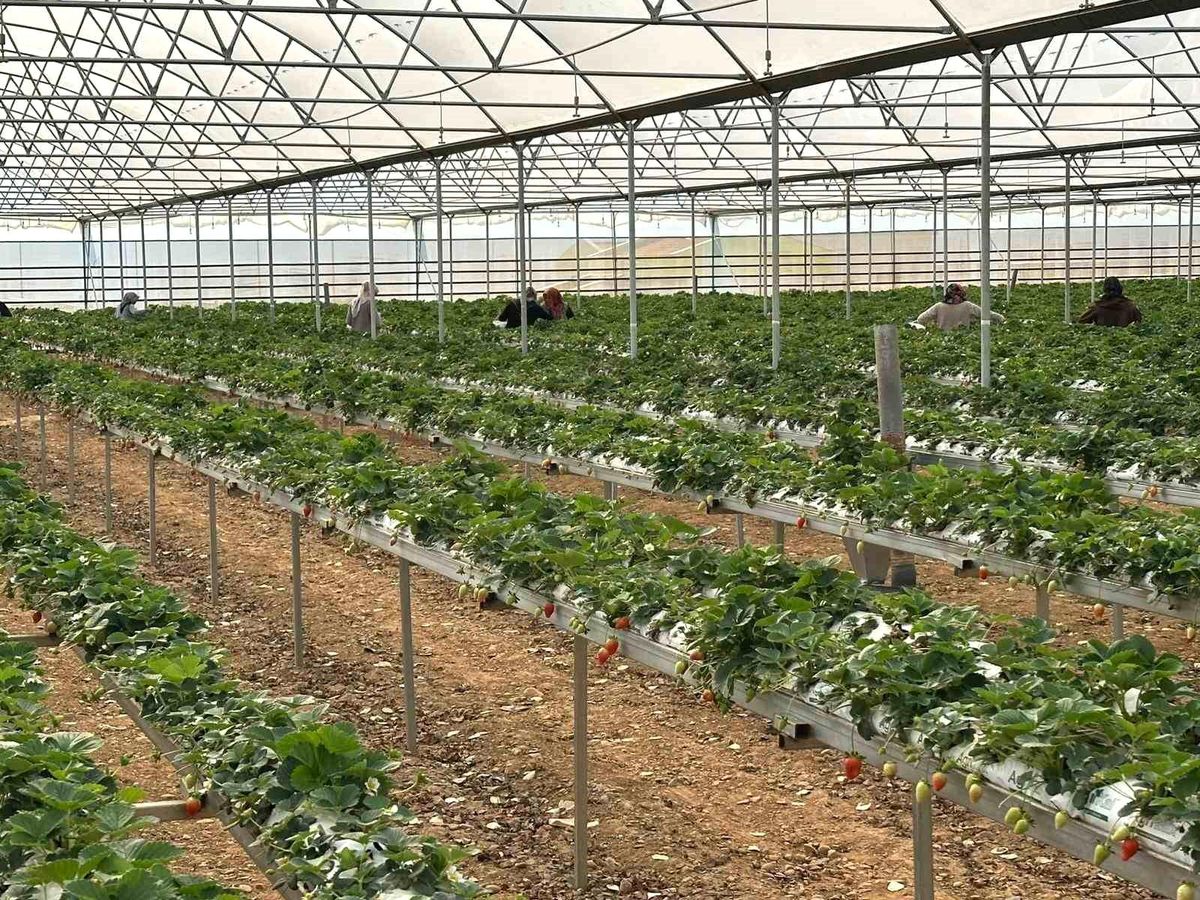 DOĞAKA\'nın desteklediği projede çilekler hasat edilmeye başlandı