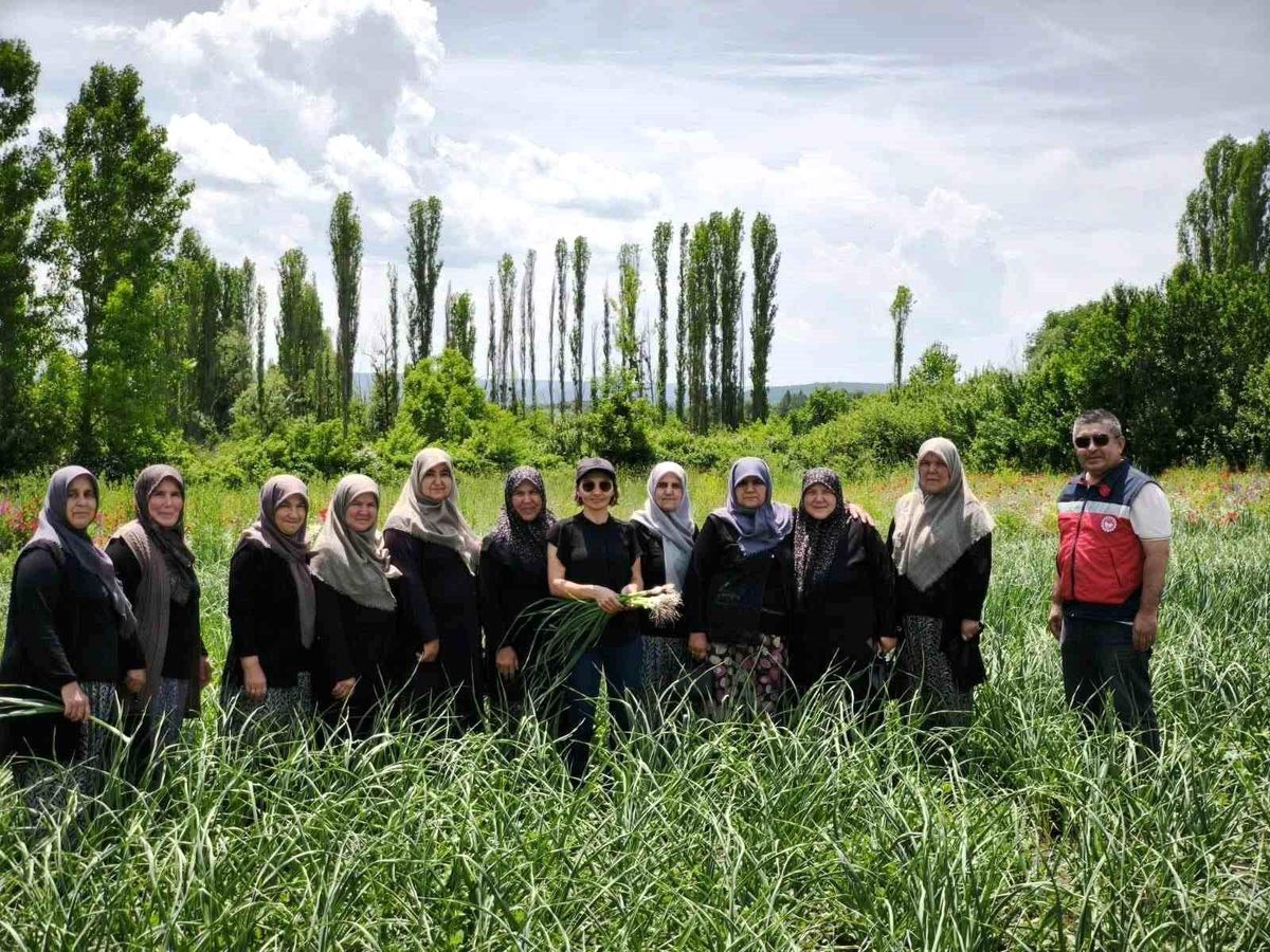 Domaniç Sarımsağı\'na Coğrafi İşaret Süreci Devam Ediyor