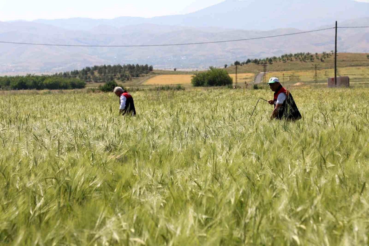 Elazığ\'da Süne Nimf Çalışmaları Değerlendirildi