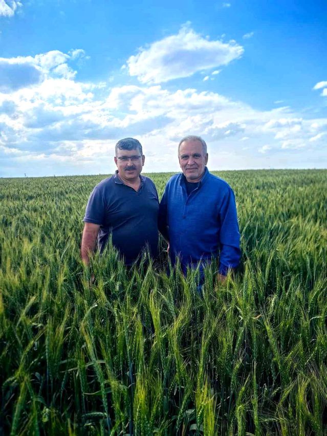 Karapınar'da Buğday ve Arpa Tarlalarında Yatma Problemi