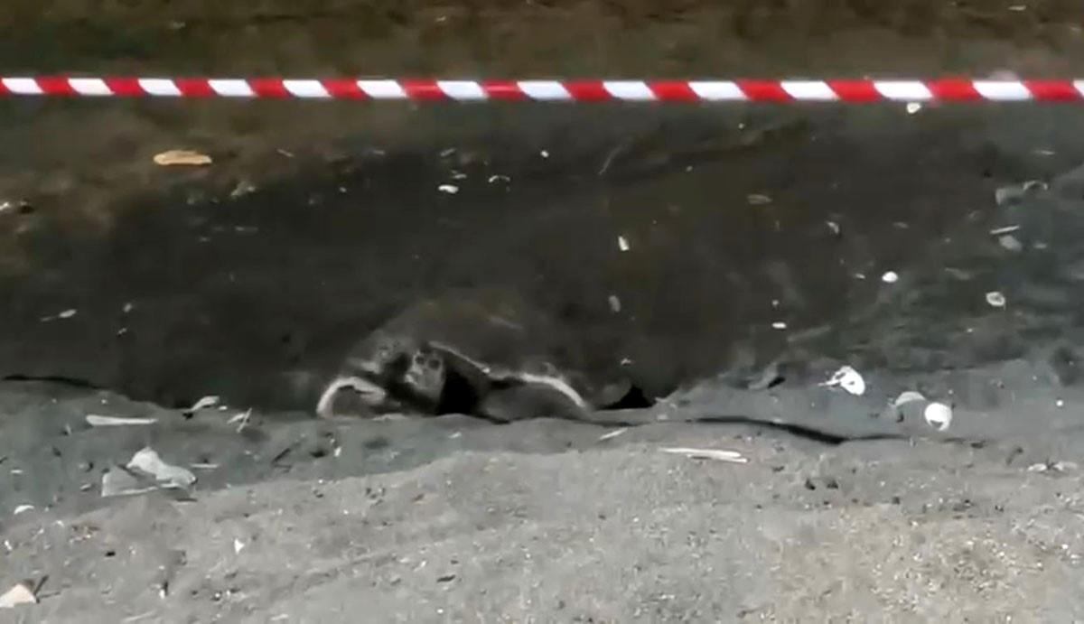 Erdemli\'de İlk Caretta Yuvası