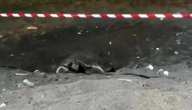 Erdemli'de İlk Caretta Yuvası