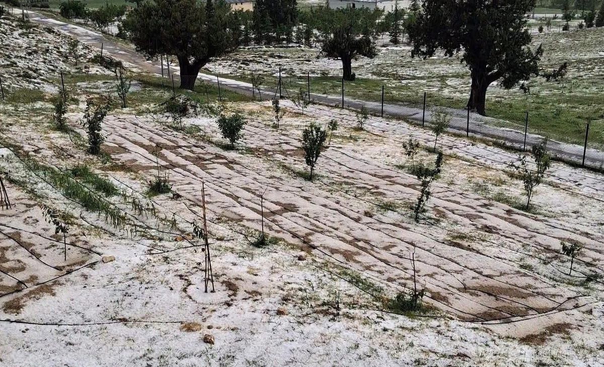 Erdemli\'de Dolu Tarıma Zarar Verdi