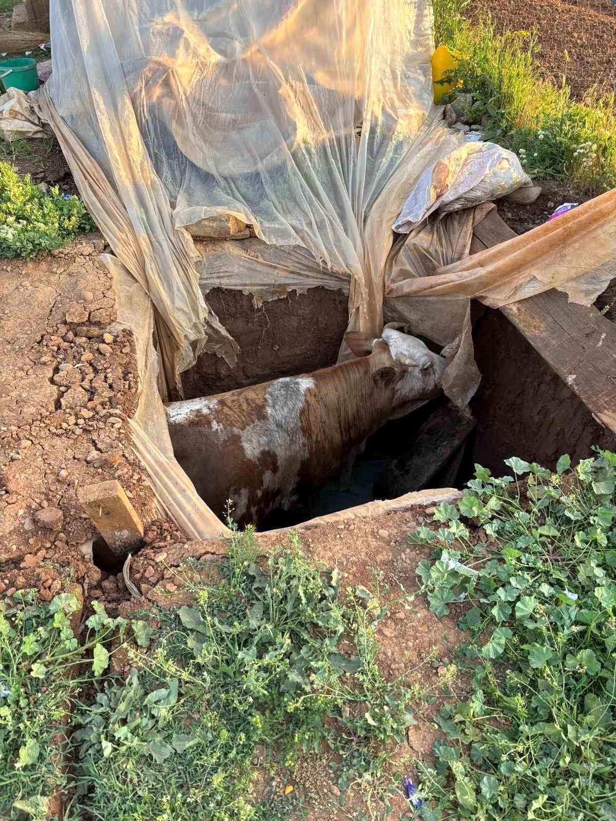 Foseptik Çukurundaki İnek Kurtarıldı