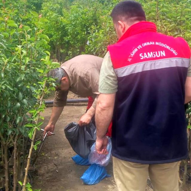 Samsun'da Bitki Kontrolleri Artıyor