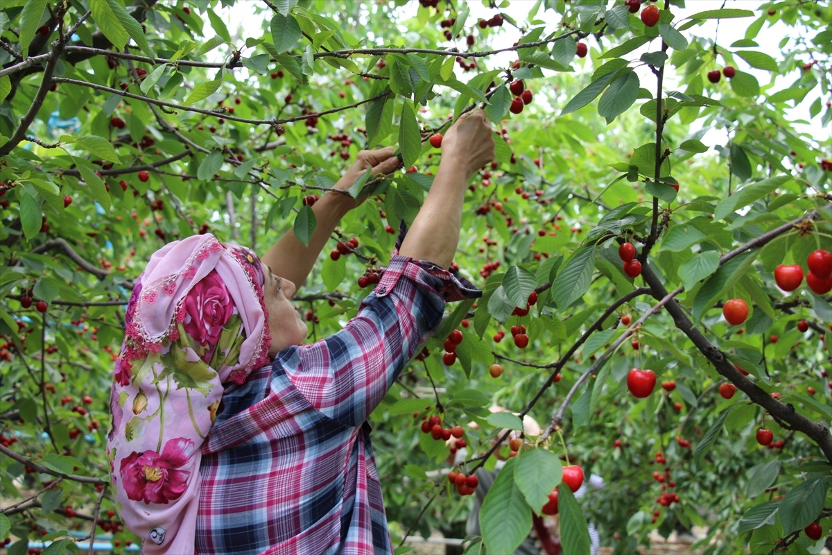 Türkiye\'de Kiraz İhracatında Artış Bekleniyor