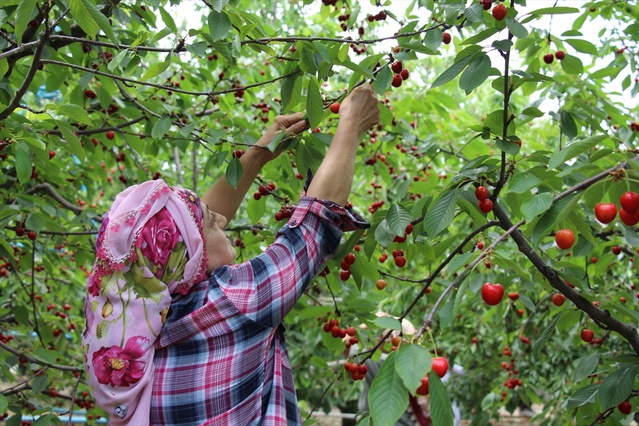 Türkiye'de Kiraz İhracatında Artış Bekleniyor