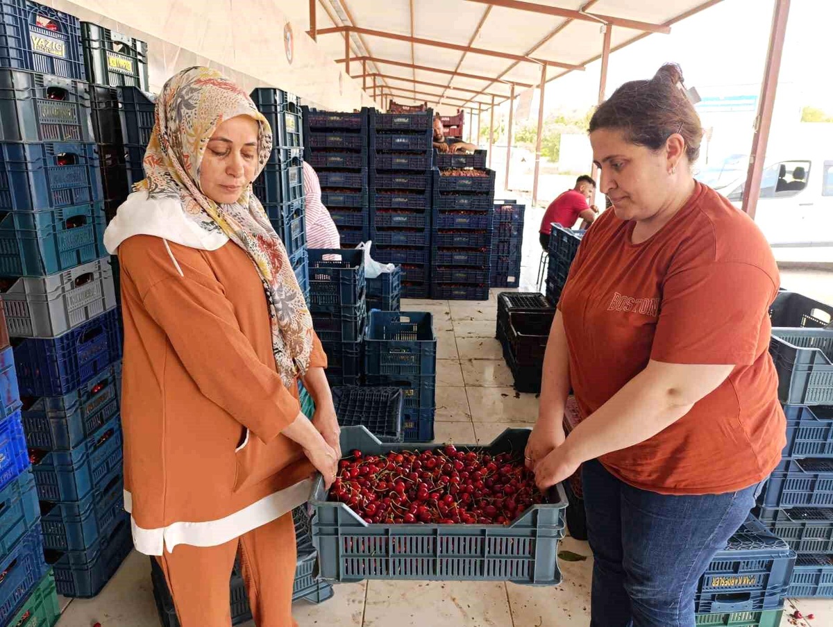 Selendi\'nin Kirazı Avrupa\'yı Fethediyor