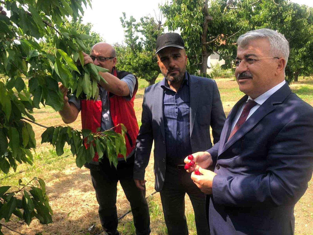Akşehir Kirazı\'na Saha İncelemesi
