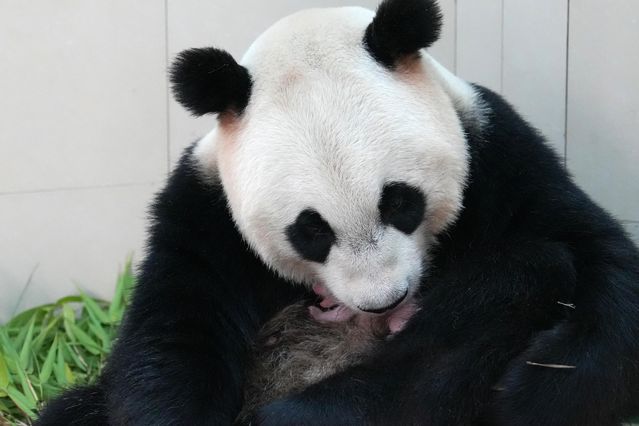 Dev Panda Yavrusu Dünyaya Geldi