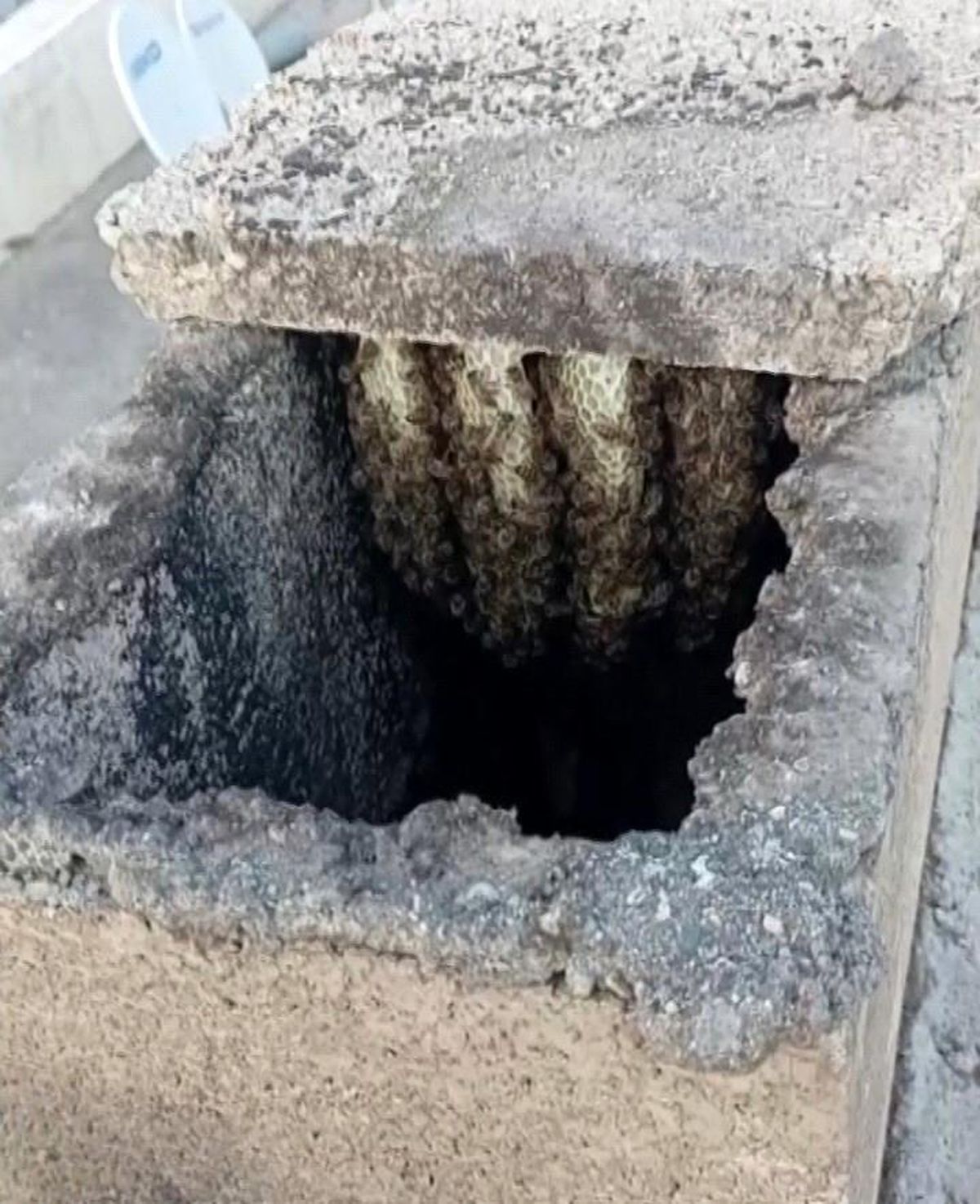 Adıyaman\'da Arılar Bacadan Kovana Taşındı