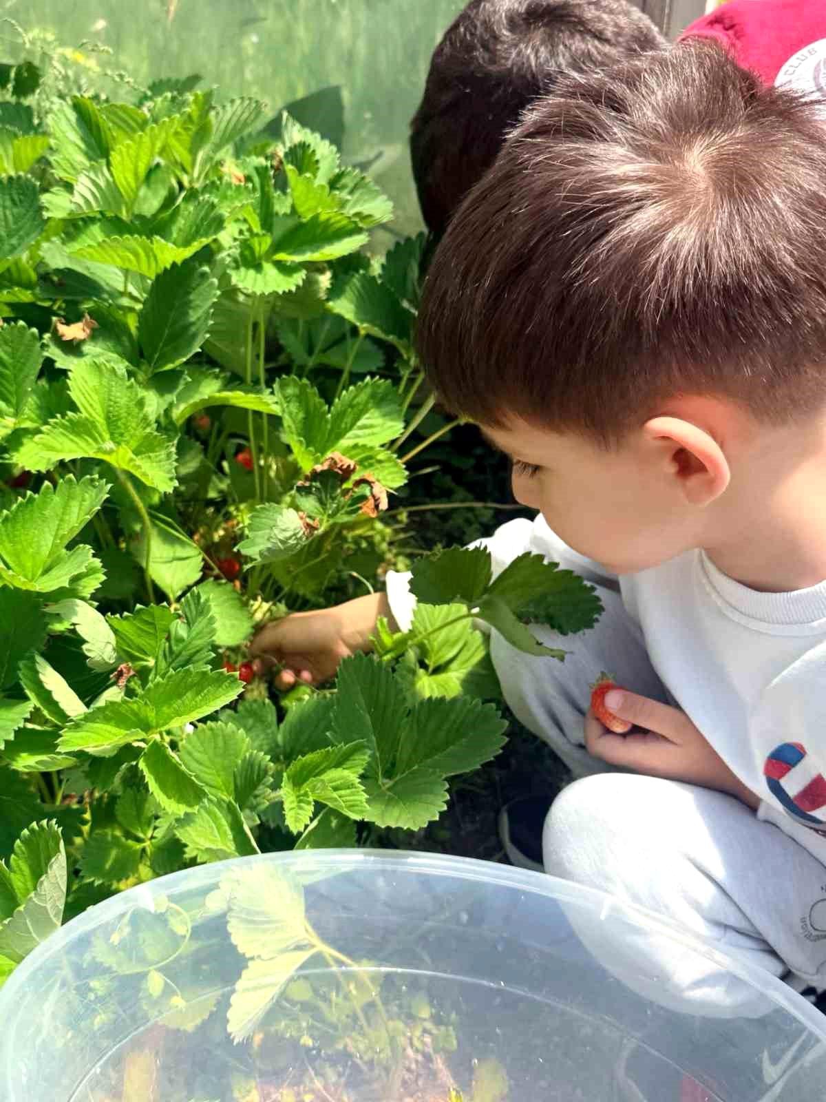 Çıldır\'da Çilek Başarısı