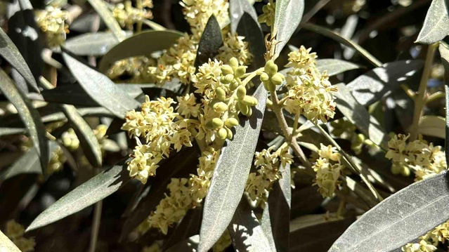 Zeytin Üretiminde Rekolte Beklentisi Yükseldi