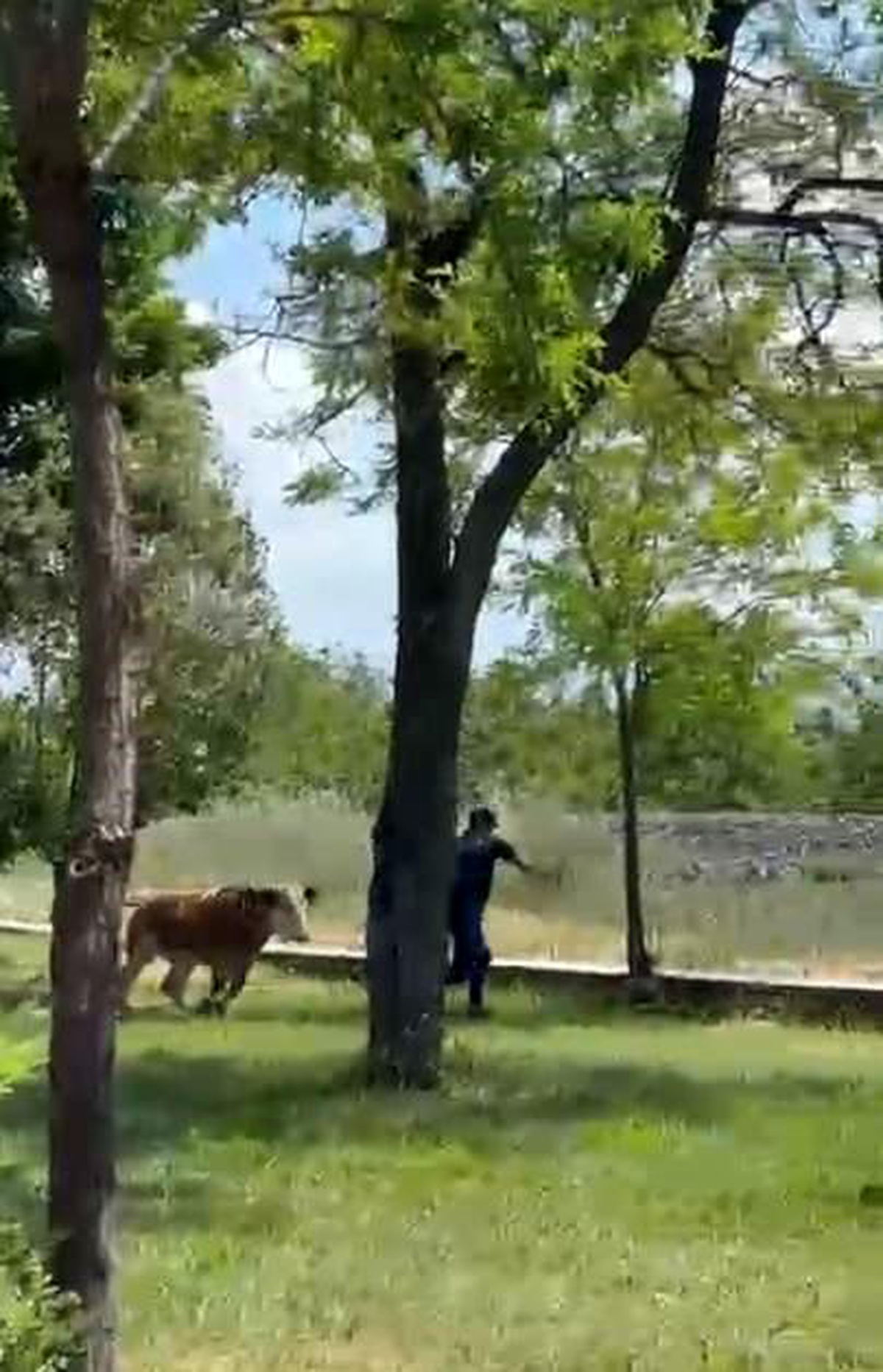 Elazığ\'da Dana Kaçışı Paniğe Neden Oldu