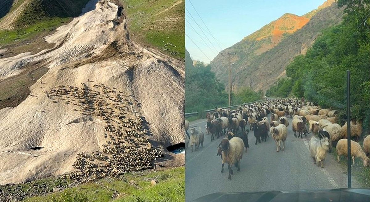Hakkari\'de Yayla Sezonu Gecikti