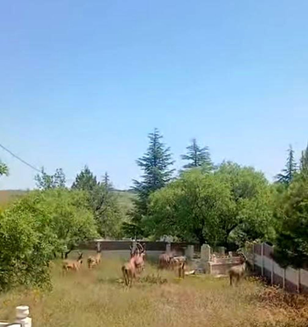 Elazığ\'da Dağ Keçileri Mezarlıkta Görüntülendi