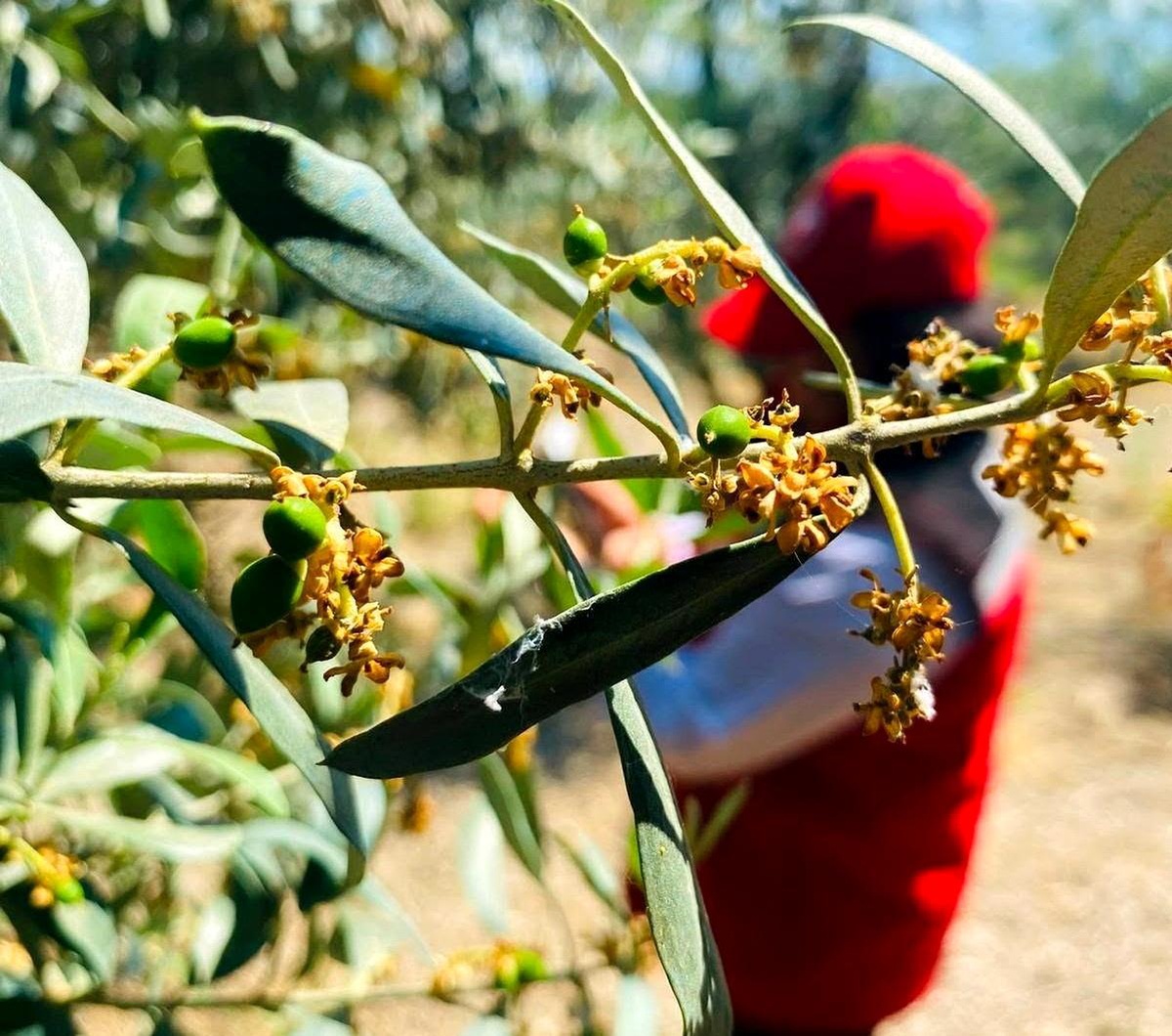 Zeytin Üreticilerine İlaçlama Uyarısı