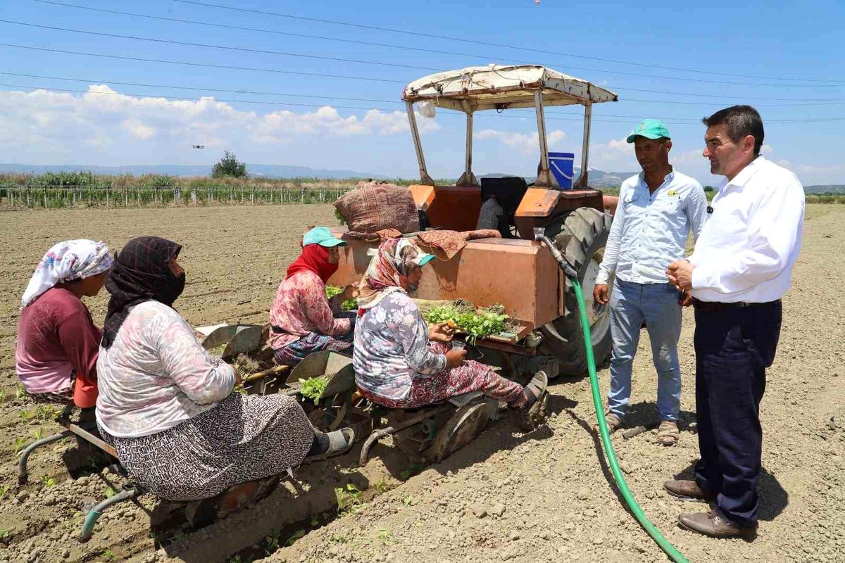 Saruhanlı\'da tütün mesaisi başladı