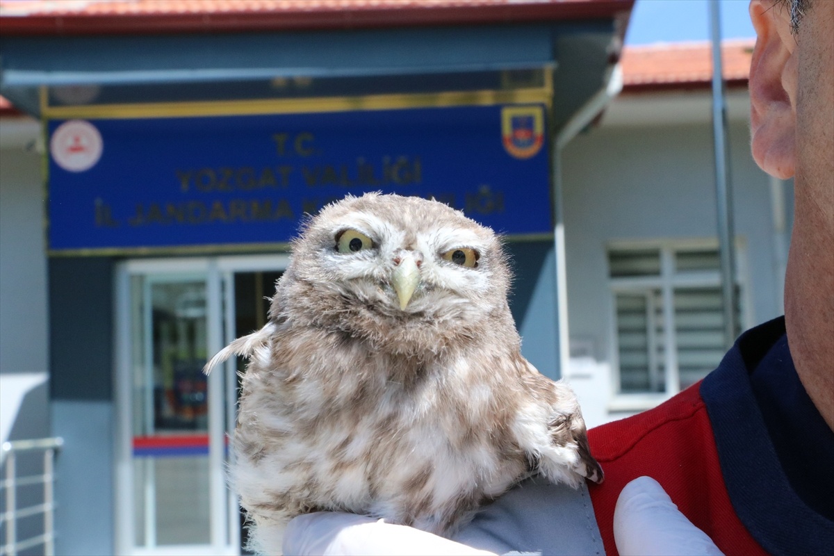 Yozgat\'ta Yaralı Baykuş Tedavi Altına Alındı
