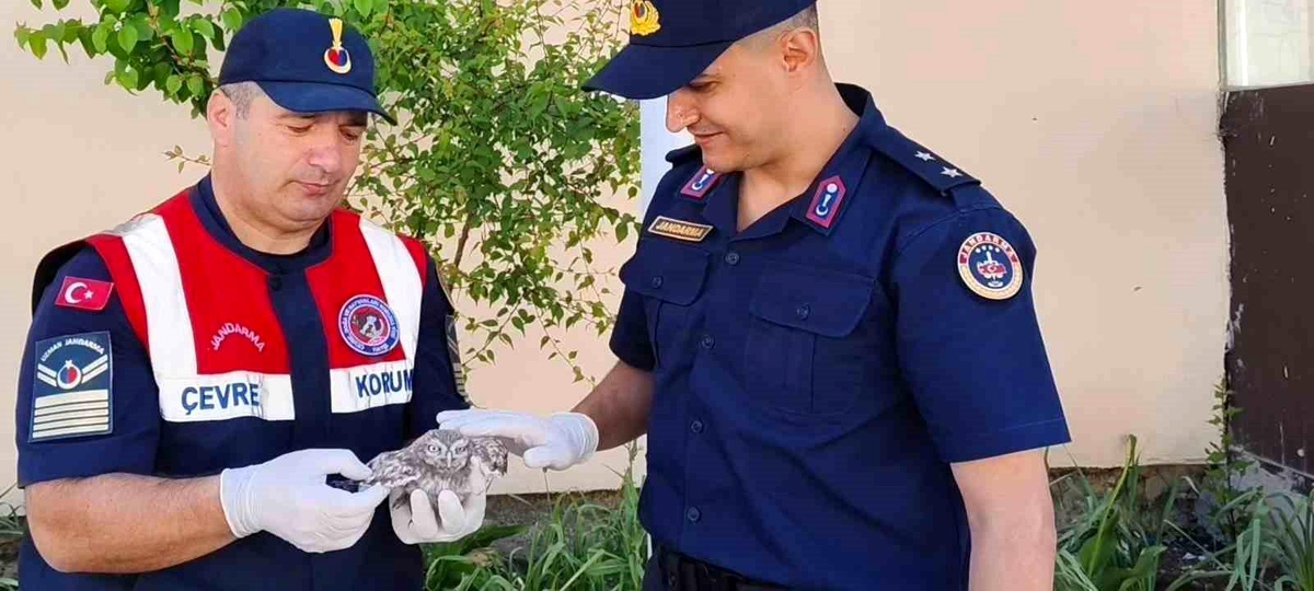 Yozgat\'ta Yavru Baykuş Koruma Altına Alındı