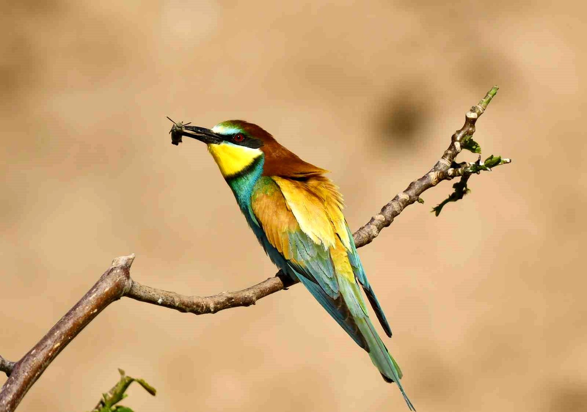 Ahlat\'ta Arı Kuşları Objelerle Büyülüyor