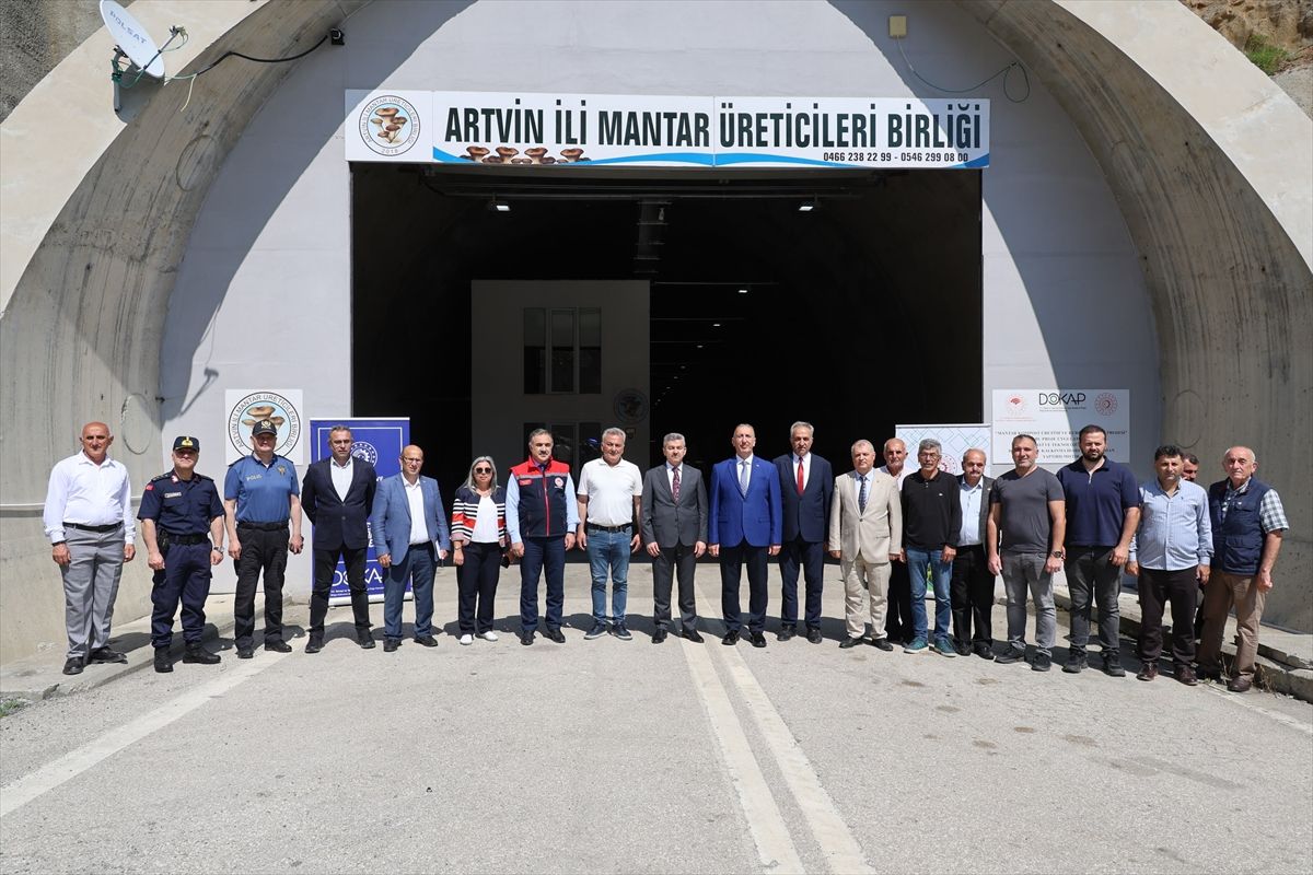 Artvin\'de İstiridye Mantarı Hasadı Başladı