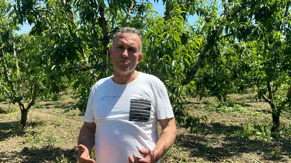 Bursa\'da Şeftali Üretimi Artıyor: Tekleme Mesaisi Uzadı