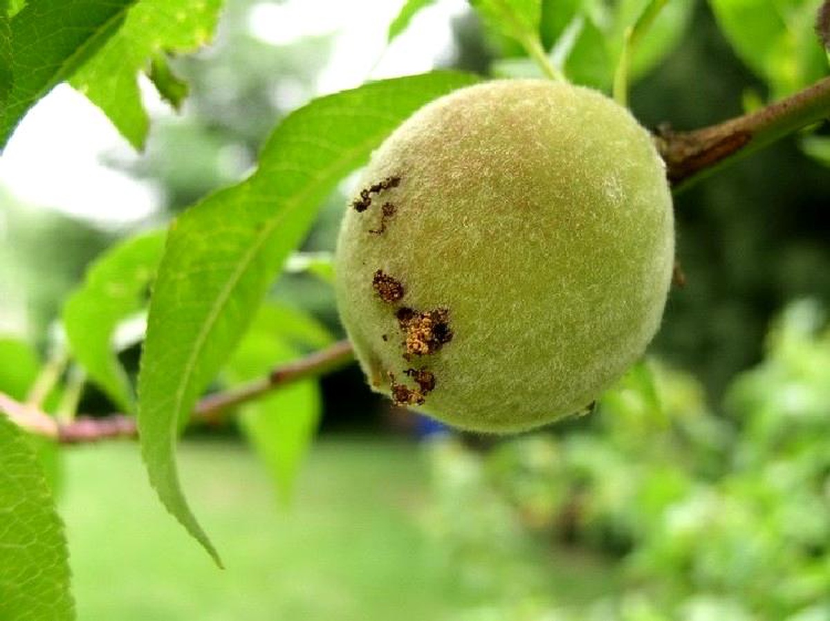 Doğu Meyve Güvesi ile Mücadele Başladı