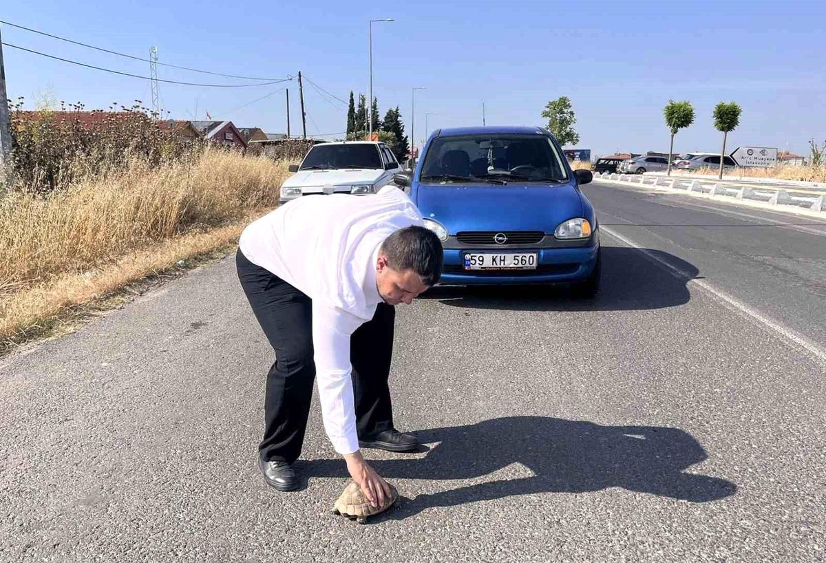 Kaplumbağayı Kurtaran Cesur Sürücü