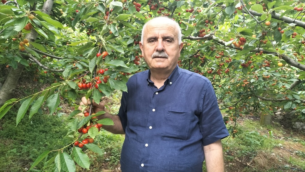 Burmahan Mahallesi Kirazı 35 Ülkeye İhraç Ediliyor