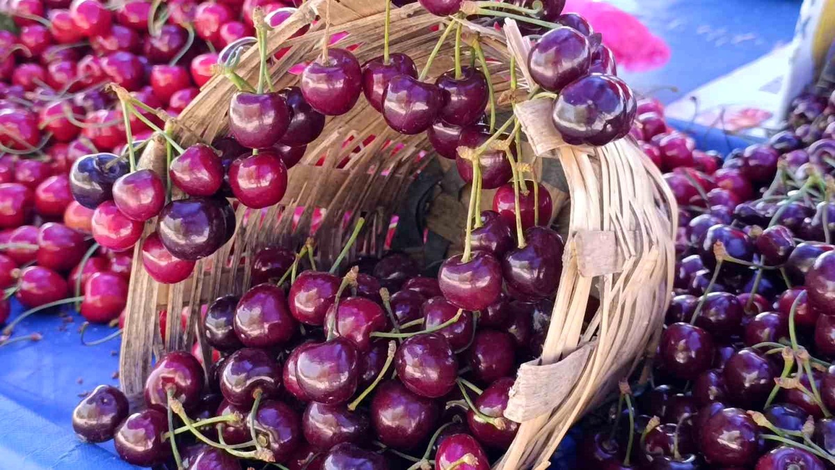 Tekirdağ\'da Kiraz Fiyatları Düşüyor