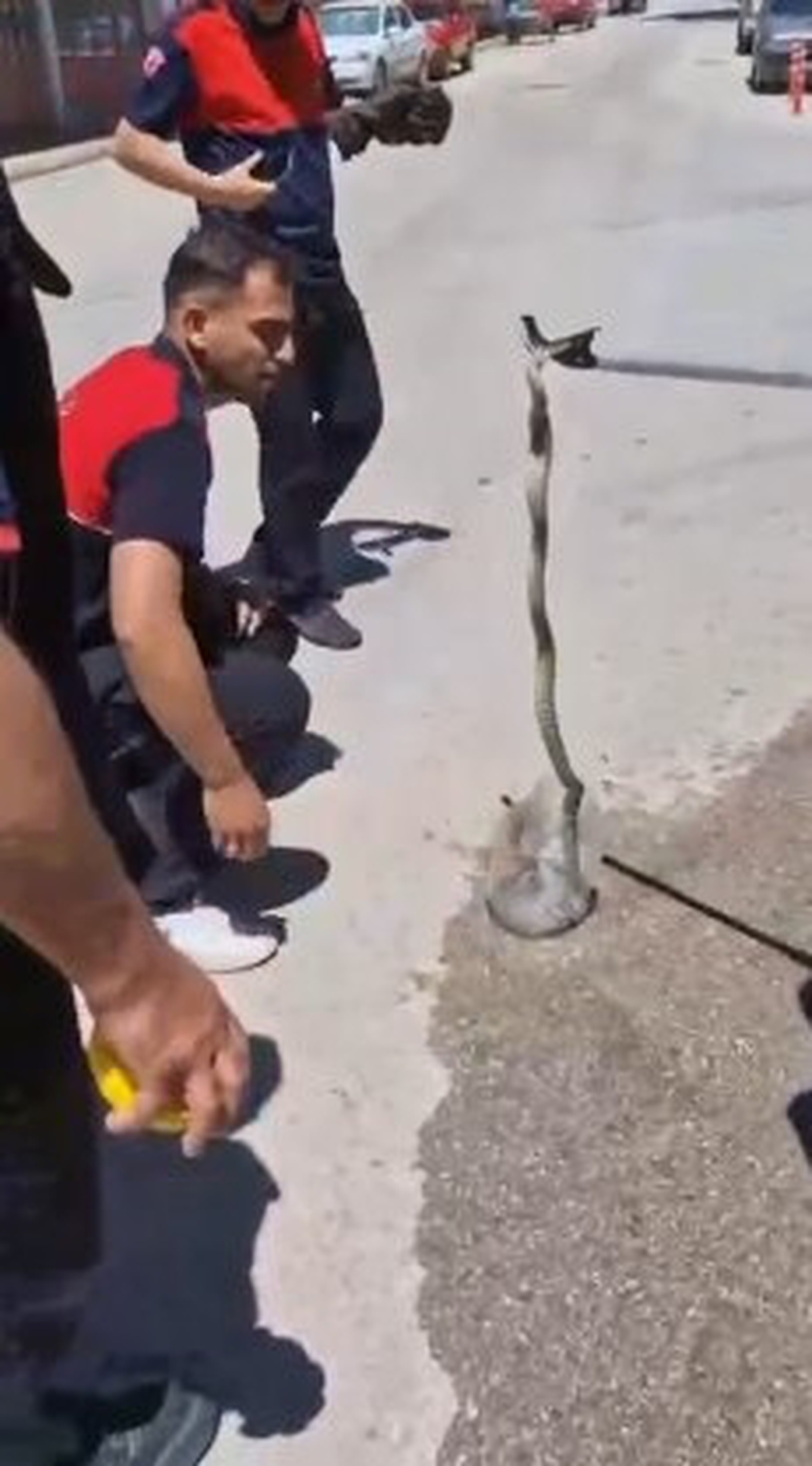 Yılan Traktörden Kurtarıldı