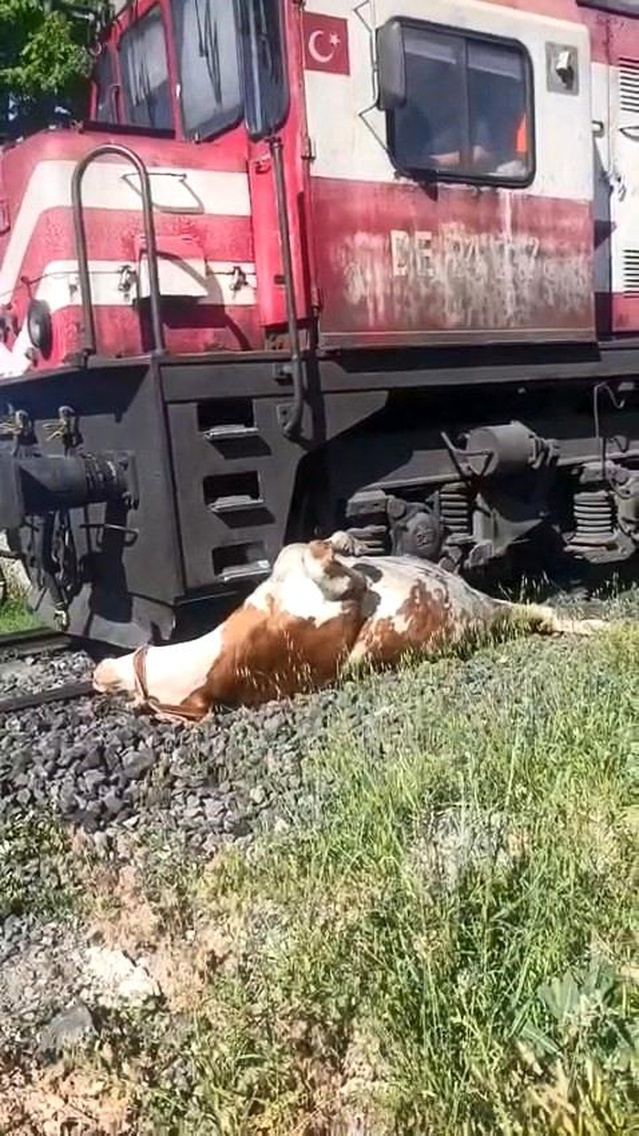 Tren çarpması sonucu raylara sıkışan ineğin telef olmaması i