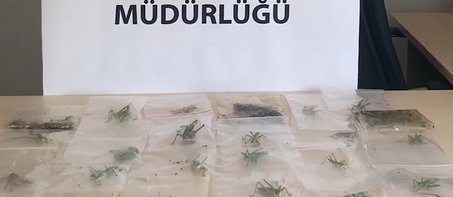 Çekirge Kaçakçılarına 2 Milyon Ceza
